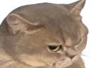 :pacatent: