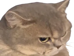 :pacatent: