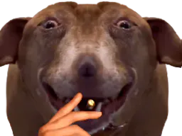 :teddigigataraxclope: