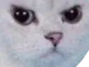 :Chatcolere: