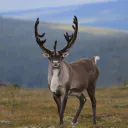 Kribou