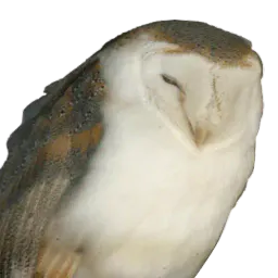 :chouetbalafre: