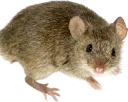 :La_Souris: