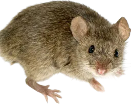 :La_Souris: