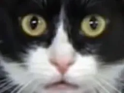 :chatchoque2: