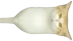 :chadroite: