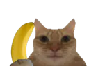 :ChatBanane: