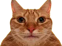 :Chat_crache_gif: