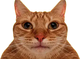 :Chat_crache_gif: