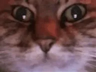 :chat_zoom_gif: