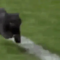:chatmessi:
