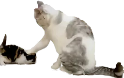 :Chat_soumission: