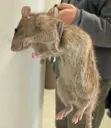 :rat: