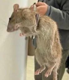 :rat: