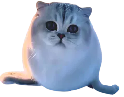 :Chat_phoque_: