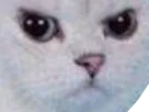 :Angrycat: