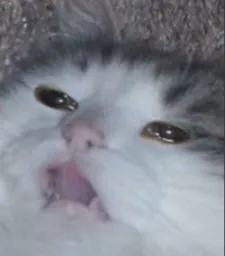 :Chat_bruh: