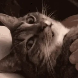 :Chatgif: