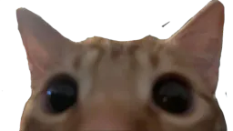 :Chat_timidax: