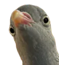 :pigeoncon: