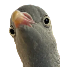 :pigeoncon: