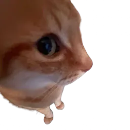 :Chat_chelou: