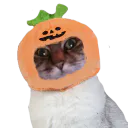 :halloween_chat: