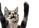 :chattombe:
