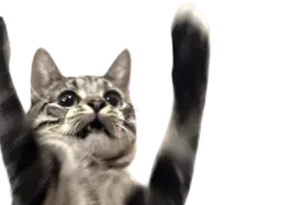 :chattombe: