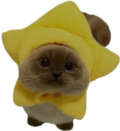 :Chat_etoile2: