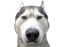 :husky_serieux:
