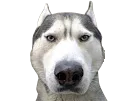:husky_serieux: