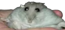 :Hampter_pose_detoured: