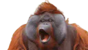 :orang-outan:
