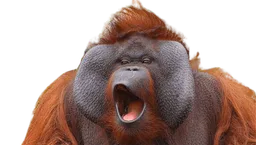 :orang-outan:
