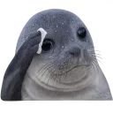 :phoquesueur: