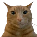 :chat_ecoute: