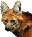 :Manedwolf3: