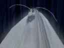 :cafard_nuit: