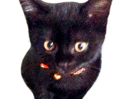 :chaton_noir:
