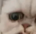 :angrystraycat: