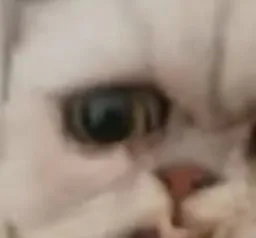 :angrystraycat:
