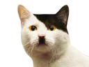 :chatdolf: