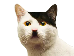 :chatdolf: