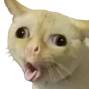 :Chatarde: