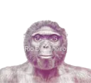 :Singe_rio: