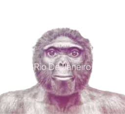 :Singe_rio: