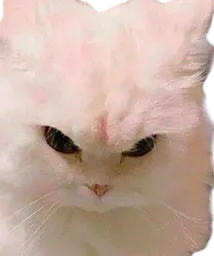 :Chat_fache_2: