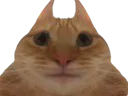 :Chat_bof: