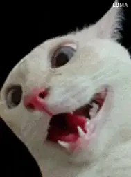 :chat_pd: